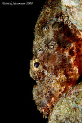 Camouflage
- FULL FRAME -
Canon 400D + 60mm Macro lens by Patrick Neumann 